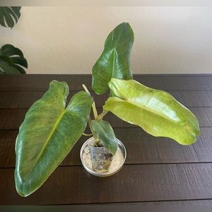 Paraiso Verde - beautiful variegation and color!